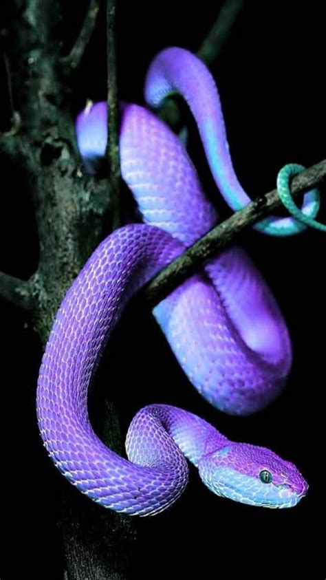 violet snake|purple snake aesthetic.